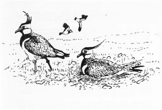 Lapwing