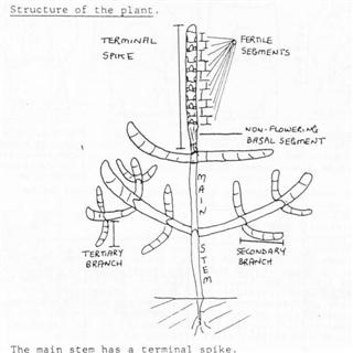 Structure of the plant Structure of the plant