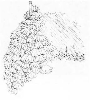 Schizopyllum commune basidiocarps