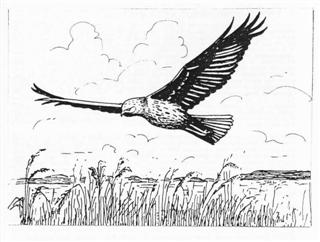 Montagu's Harrier
