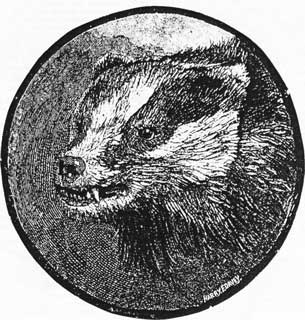 Badger - Meles meles