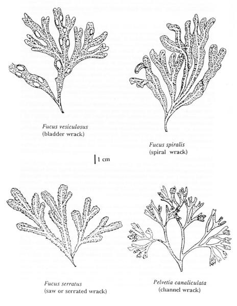 Seaweeds of the Llanelli Coast Seaweeds of the Llanelli Coast
