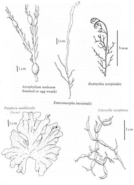 Seaweeds of the Llanelli Coast Seaweeds of the Llanelli Coast