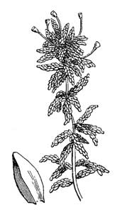 Sphagnum obtusifolius