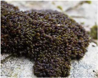 Andraea rothii ssp. falcata Photo  R.D.Pryce