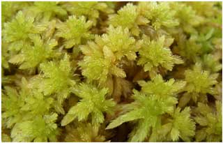 Sphagnum subnitens Photo  R.D.Pryce
