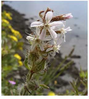 Destroyed! Small-flowered Catchfly
