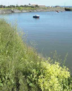 The site of Small-flowered Catchfly on the northern wall of the West Inner Dock, Burry Port Harbour photographed on 3rd June 2001 When more than 50 plants of this Nationally Scarce and UK Biodiversity Action Plan Priority Species were in flower. © Photo R.D.Pryce The site of Small-flowered Catchfly on the northern wall of the West Inner Dock, Burry Port Harbour photographed on 3rd June 2001 When more than 50 plants of this Nationally Scarce and UK Biodiversity Action Plan Priority Species were in flower. © Photo R.D.Pryce