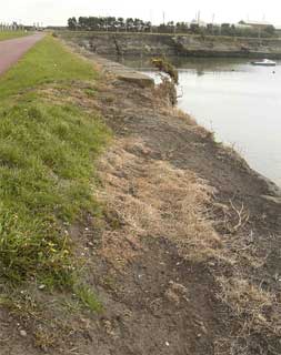 The Small-flowered Catchfly site photographed on 5th May 2002  after its devastation by the removal of  all vegetation including the soil and mortar from between capping stones and excessive herbiciding. © Photo R.D.Pryce