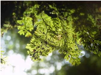 Tunbridge Filmy-fern Hymenophyllum tunbridgense in the Llwchwr gorge, Glynhir , 29/7/2001. © K A Cottingham Tunbridge Filmy-fern Hymenophyllum tunbridgense in the Llwchwr gorge, Glynhir , 29/7/2001. © K A Cottingham