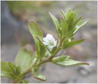 American Speedwell (Veronica peregrina) at Bynea, a new species in Carmarthenshire. Photo Richard Pryce
