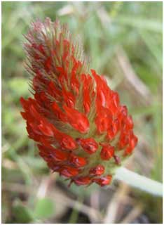 Crimson Clover (Trifolium incarnatum), Sandy Water Park, 8 September 2001. Photo Richard Pryce