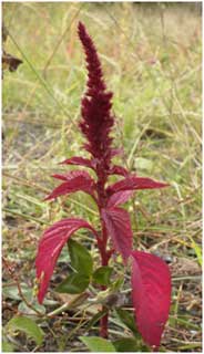 ‘Love-lies-bleeding’ Amaranthus caudatus, growing below Pont d’Agen, 8 Sept. 2001. Photo Richard Pryce ‘Love-lies-bleeding’ Amaranthus caudatus, growing below Pont d’Agen, 8 Sept. 2001. Photo Richard Pryce