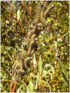 Larval mass of Buff-tip moths on willow by Sandy Water Park Lake. Photo R.Pryce Larval mass of Buff-tip moths on willow by Sandy Water Park Lake. Photo R.Pryce