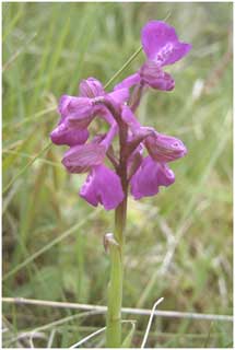 Green-winged Orchid (Orchis morio), Ashburnham Dunes, 25 May 2002. Photo K.A.Cottingham