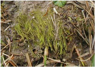 Archidium alternifolium grows in a straggly, decumbent way that is characteristic once learnt.  Look-alike Didymodon species are typically more upright.  (Photo G. Motley).