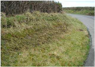 Roadside bank north-west of Llanybri.  The seeping, shaley mud of this roadbank supports a colony of Archidium alternifolium.  Even apparently unproductive habitats can support interesting species.   (Photo G. Motley).