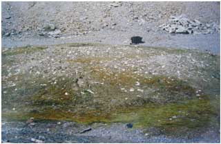 Dumped sand at Nant-y-bai Leadmine, the unlikely setting for the BAP priority sand dune Liverwort Petalophyllum ralfsii. (Photo G. Motley).