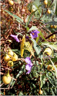 Kangaroo-apple  (Solanum laciniatum)