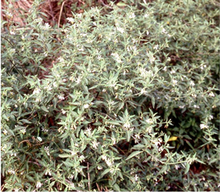 Green Nightshade (Solanum physalifolium)