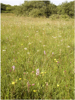 The ‘home-straight’ field – see text © Richard Pryce