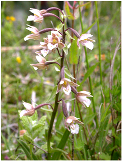 Marsh Helleborine (Epipactis palustris) © Kath Pryce