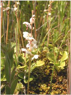 Round-leaved Wintergreen (Pyrola rotundifolia subsp. maritima) © Kath Pryce