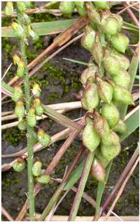 Melilotus officinalis (left) and M. altissimus in seed – see text © Kath Pryce