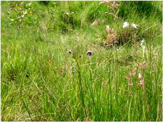 Figure 1.  Eriophorum latifolium in M10 flush at Pen-y-graig-goch, near Capel Gwynfe, where it is associated with Epipactis palustris (Marsh Helleborine) at one of only two inland sites in Carmarthen-shire, 10 July 2004 © R.D.Pryce