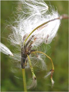Figure 2.   Close-up of Eriophorum latifolium, showing the short forward-pointing bristles on the peduncle and the short (4-5 mm), blackish glumes with narrow hyaline margin.  M10 flushed pasture near the source of the River Llwchwr, 10 July 2004 © R.D.Pryce