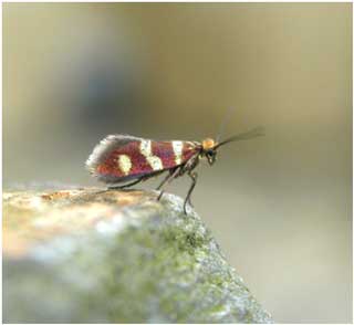 Micopterix aureatella © Jon Baker Micopterix aureatella © Jon Baker