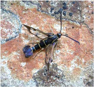 Currant Clearwing (Synanthedon tipuliformis) © Jon Baker Currant Clearwing (Synanthedon tipuliformis) © Jon Baker