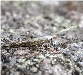 Coleophora lixella © Jon Baker Coleophora lixella © Jon Baker