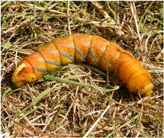 Death’s-head Hawkmoth (Acherontia atropos) larva, Dygoed, Maesybont, 16th Aug. 2003 © Richard Pryce Death’s-head Hawkmoth (Acherontia atropos) larva, Dygoed, Maesybont, 16th Aug. 2003 © Richard Pryce
