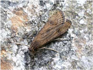 Rush Veneer (Nomophila noctuella) © Jon Baker Rush Veneer (Nomophila noctuella) © Jon Baker