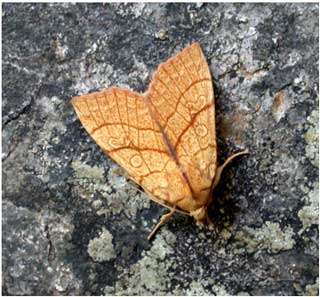 Orange sallow (Xanthia citrago) © Jon Baker Orange sallow (Xanthia citrago) © Jon Baker