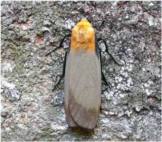 Four-spotted Footman (Lithosia quadra) © Jon Baker Four-spotted Footman (Lithosia quadra) © Jon Baker