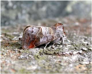 Small Chocolate-tip (Clostera pigra) © Jon Baker Small Chocolate-tip (Clostera pigra) © Jon Baker