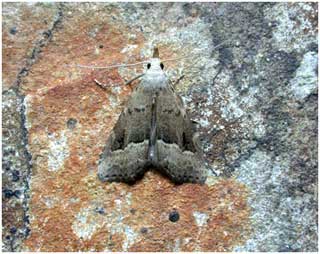 White-line Snout (Schrankia taenialis) © Jon Baker White-line Snout (Schrankia taenialis) © Jon Baker