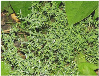 Dwarf Spurge surrounded by Japanese Knotweed at CK’s supermarket, Pontyberem. Photo: Richard Pryce