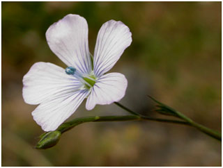 Pale Flax. Photo: Richard Pryce