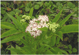 Danewort on the roadside, Crwbin Common. Photo: Kath Pryce