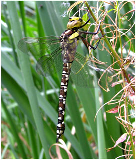 Southern Hawker dragonfly. Photo: Kath Pryce