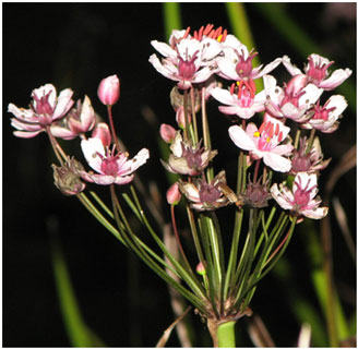 Flowering Rush at twilight. Photo: Kath Pryce