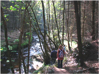 Troserch Wood and the Afon Morlais – the return walk. Photo: Richard Pryce