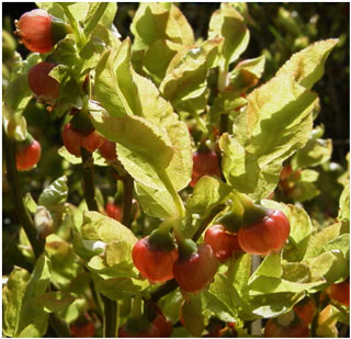 Bilberry. Photo: Richard Pryce