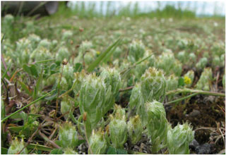 Common Cudweed: part of the extensive population at the Huntsman site.  Photo: Richard Pryce