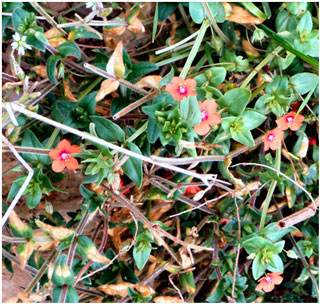 Scarlet Pimpernel with Common Mouse-eared Chickweed.  Photo: Neil Jones