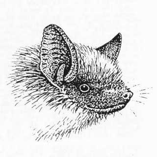 Serotine Bat