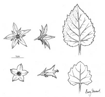Campanulas
